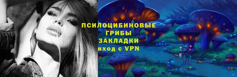 Псилоцибиновые грибы Psilocybe  продажа наркотиков  Карачаевск 